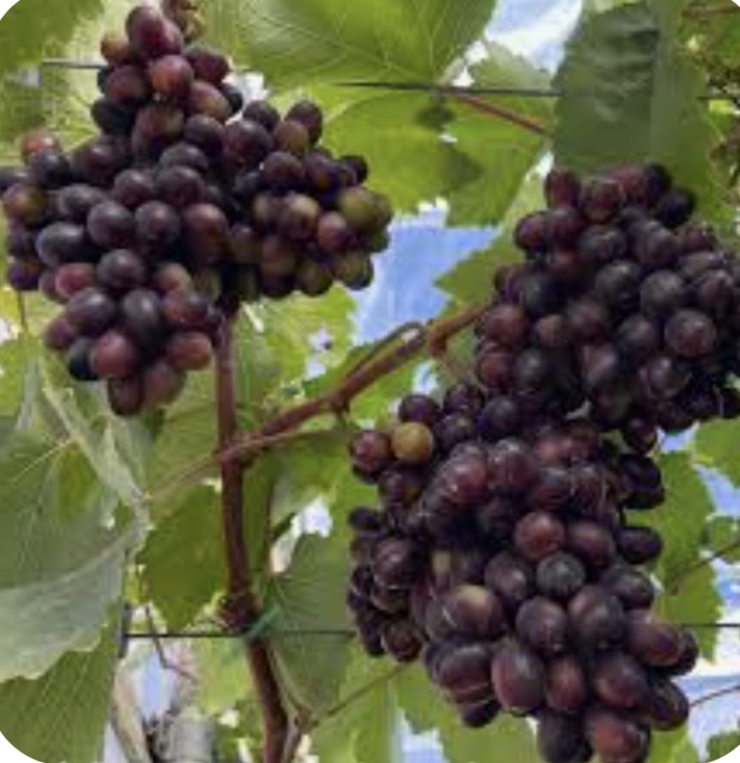Black Magic Grapes