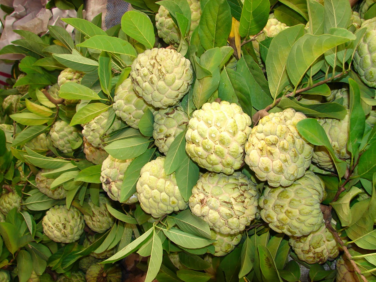 Thai Custard Apple