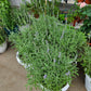 English Lavender