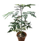Moringa