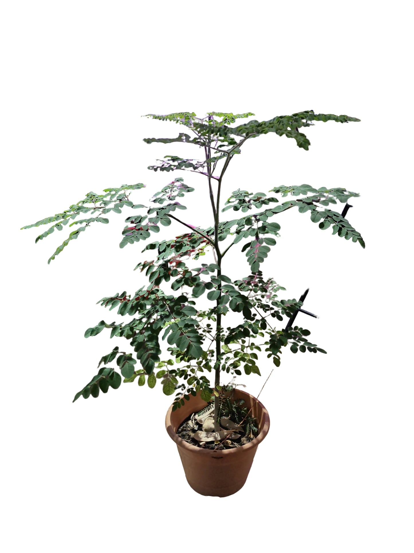 Moringa