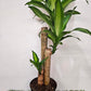 Dracaena fragrans Iron Tree