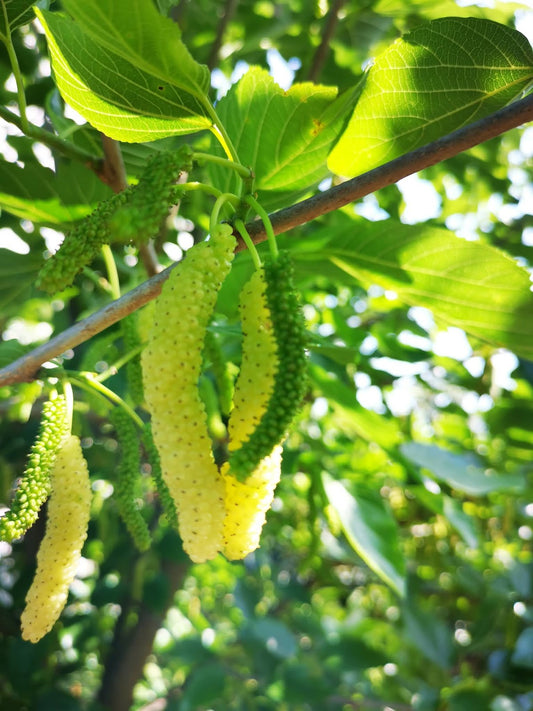 White Long Mulberry