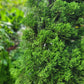 Jupinerus Christmas tree 1.8m