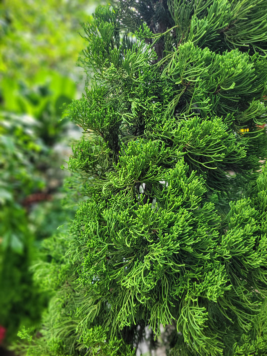 Jupinerus Christmas tree 1.8m