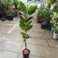 Red Diamond Guava
