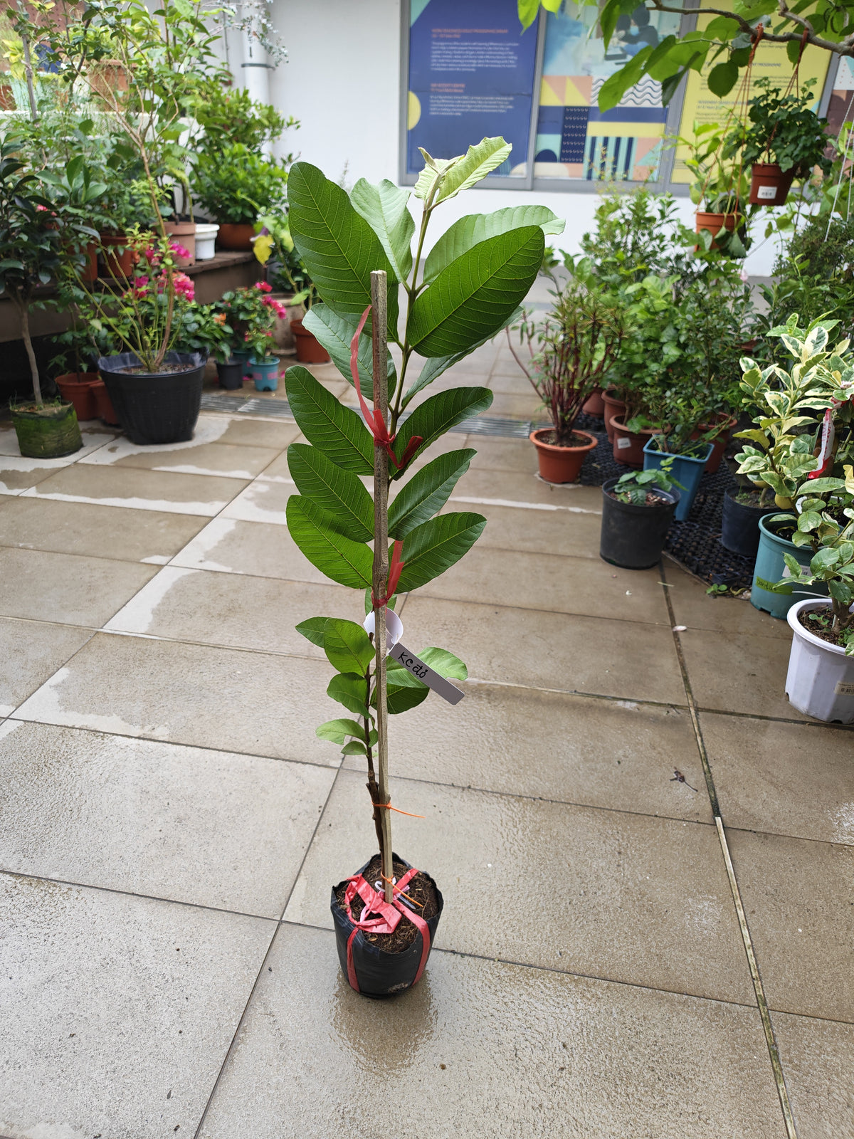 Red Diamond Guava