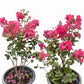 Grape Myrtle (Lagerstroemia indica)