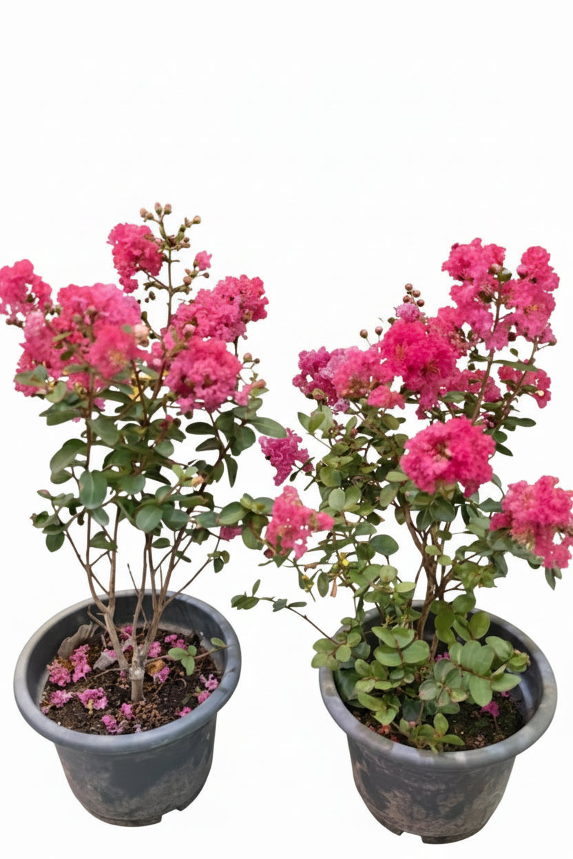 Grape Myrtle (Lagerstroemia indica)