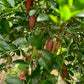 Red champagne Fingerlime 1.3-1.6mH