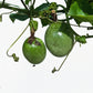 Common passion fruit
