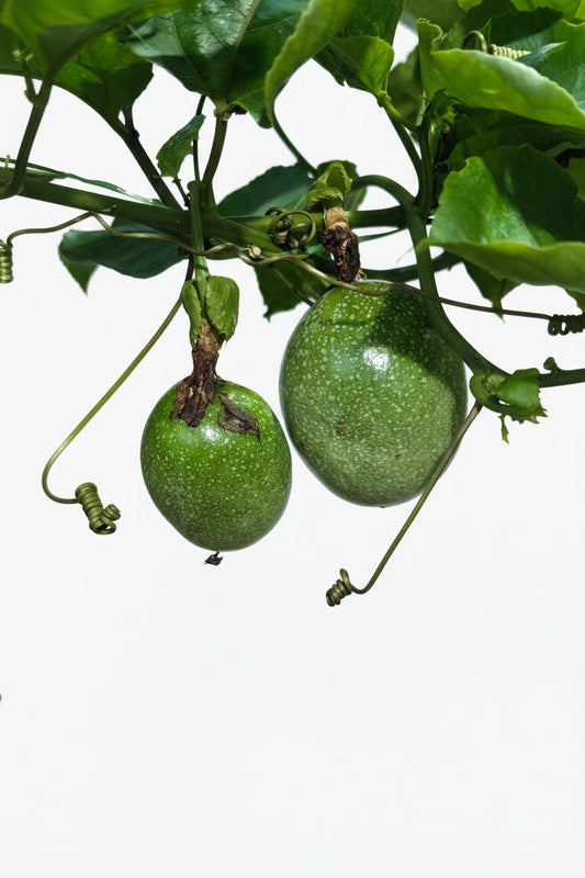 Common passion fruit