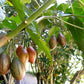 Tamarillo