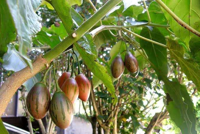 Tamarillo