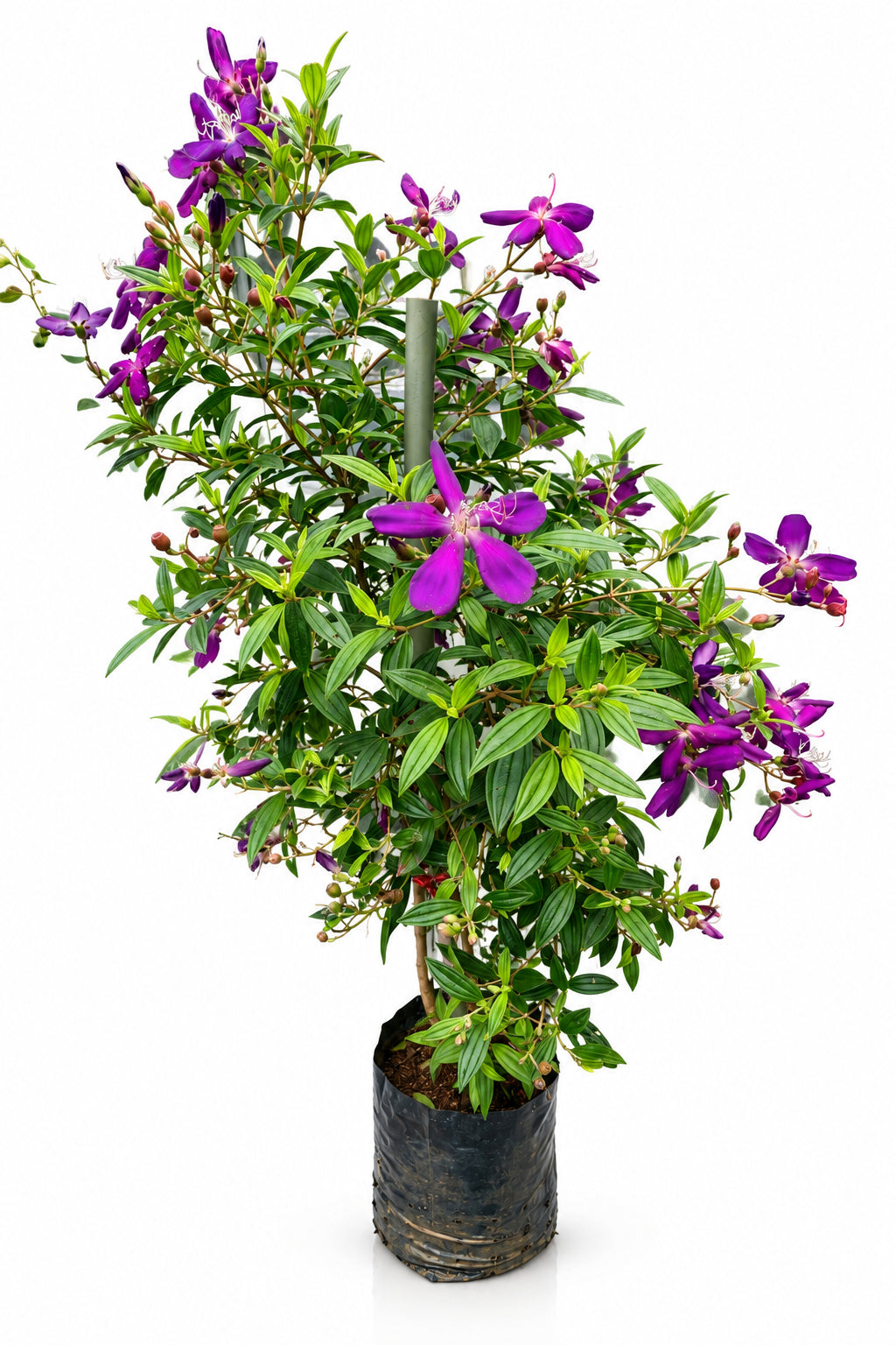 Tibouchina Urvilleana 0.6mH
