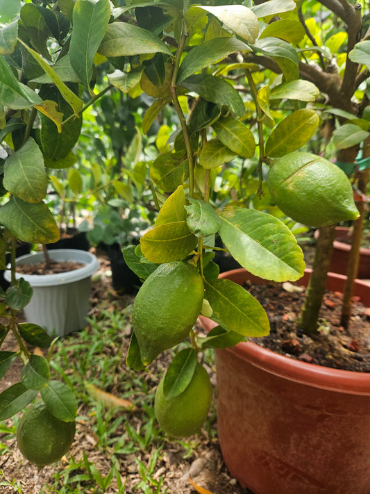 Large yellow lemon tree