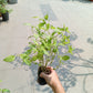 Cincau plant