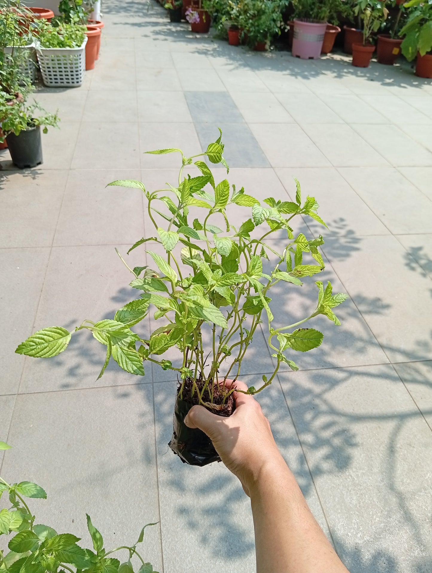 Cincau plant