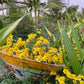 Chrysanthemum plant