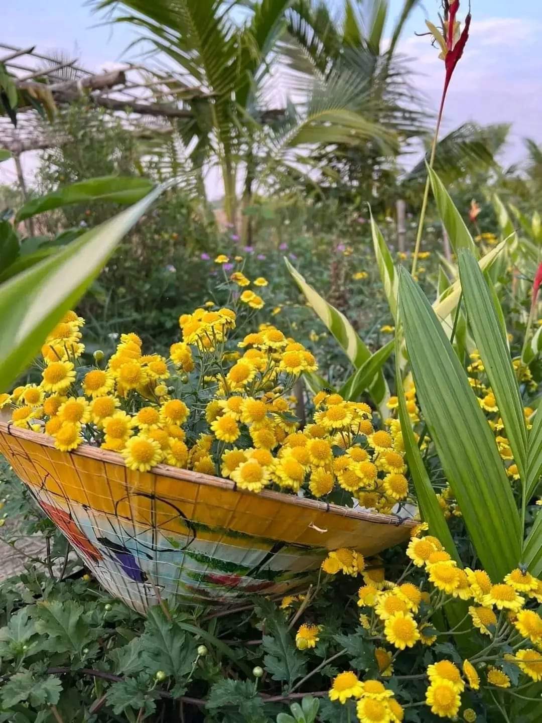 Chrysanthemum plant