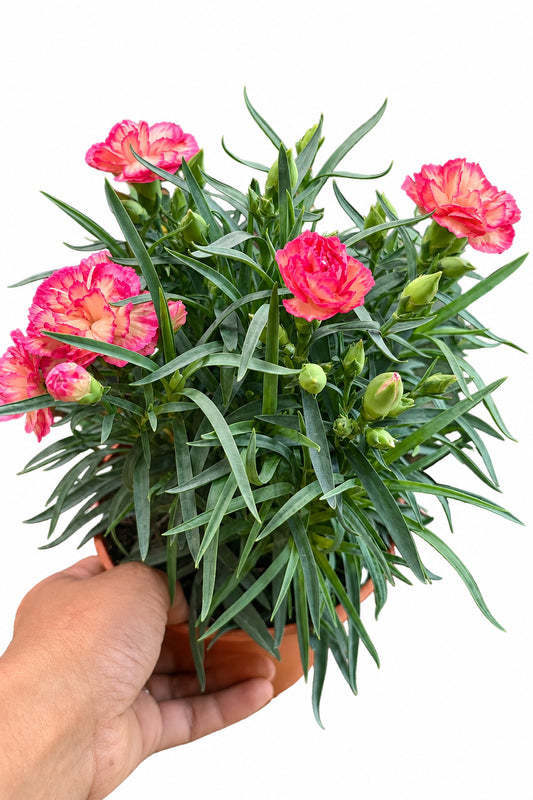 Carnation