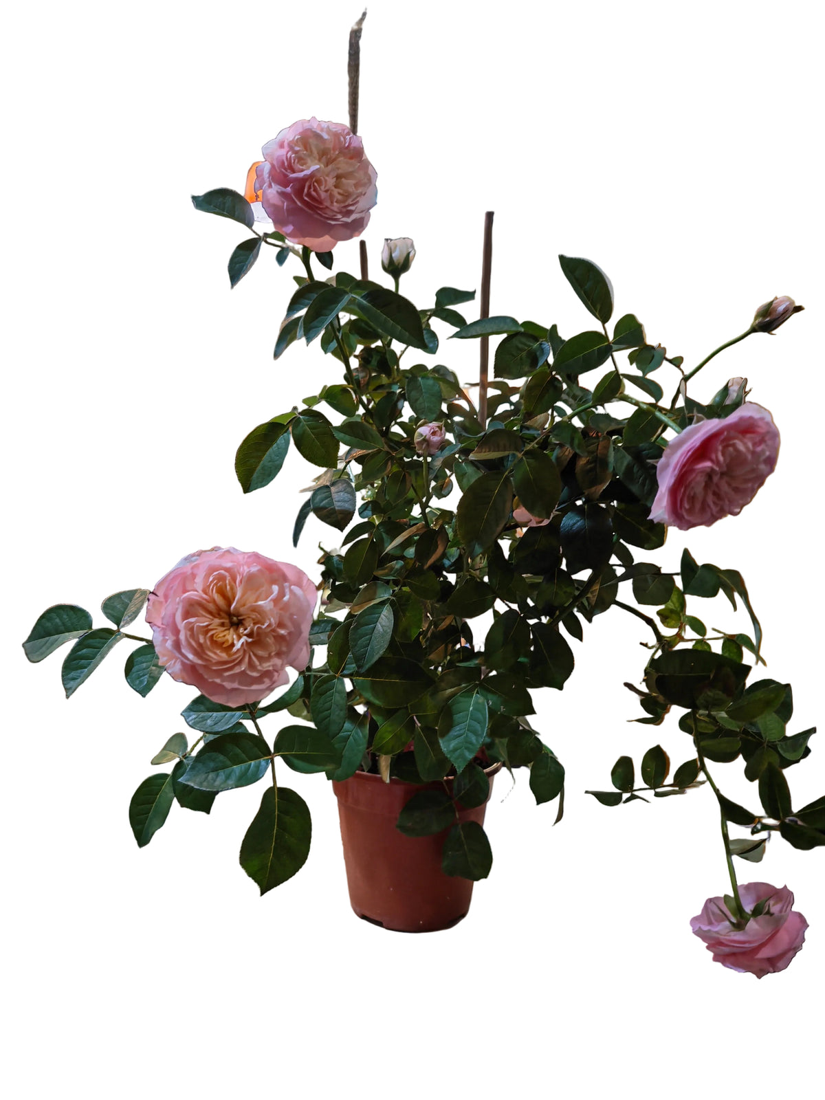 Juliet Rose