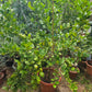 Large yellow lemon tree