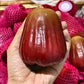 MST Red Jambu