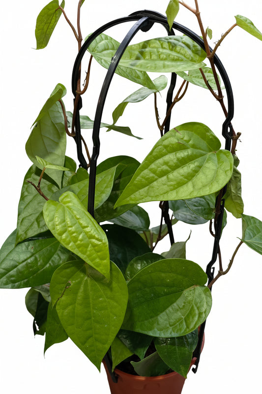 Betel leaf