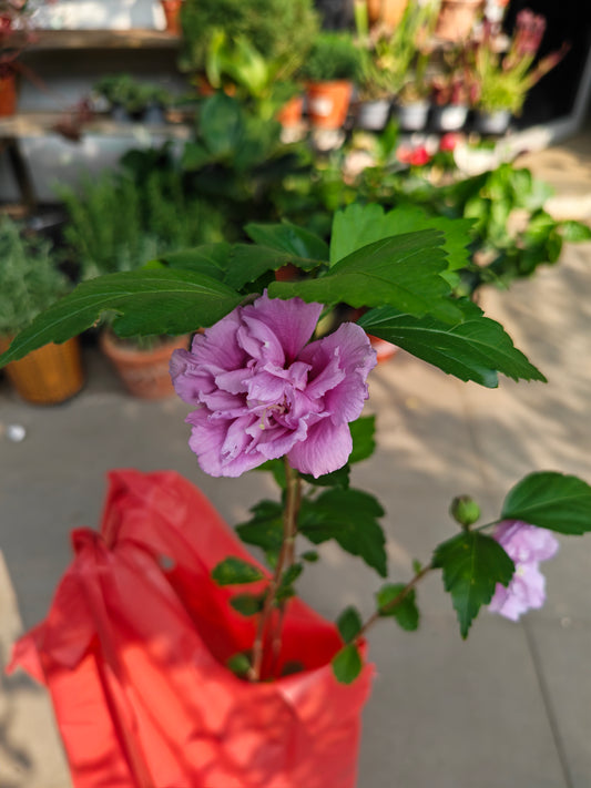 Thai Hibiscus
