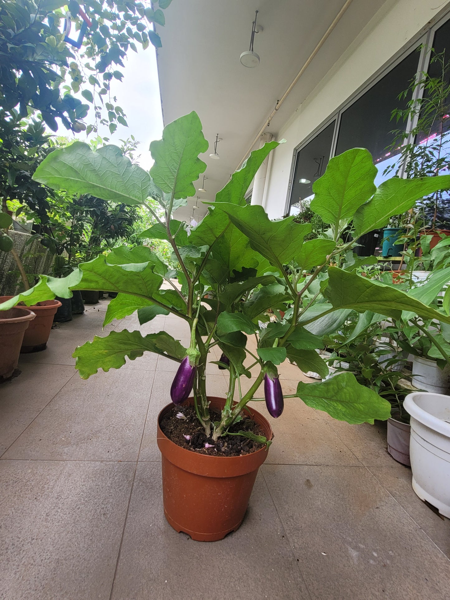 Egg Plant