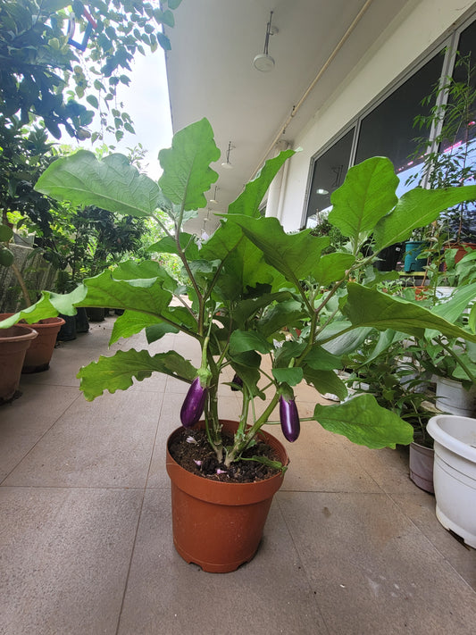 Egg Plant