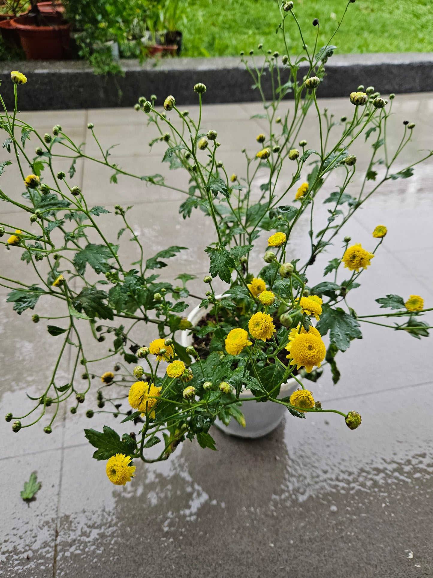 Chrysanthemum plant