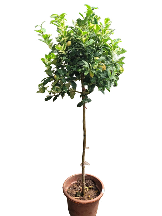 Variegated Lemon tree 1.5m