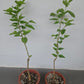 White Long Mulberry