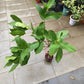Giant Green Jambu