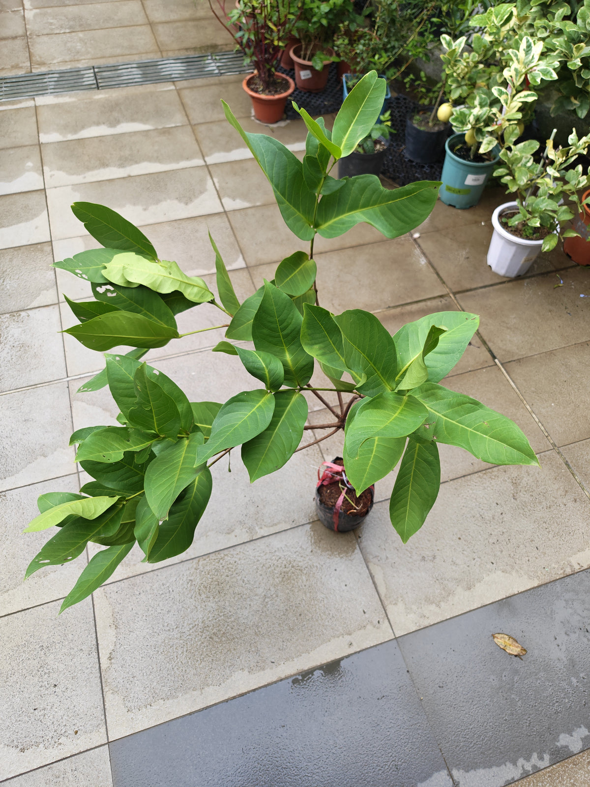 Giant Green Jambu