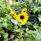 Forever blooming sunflower (Bear Eye)