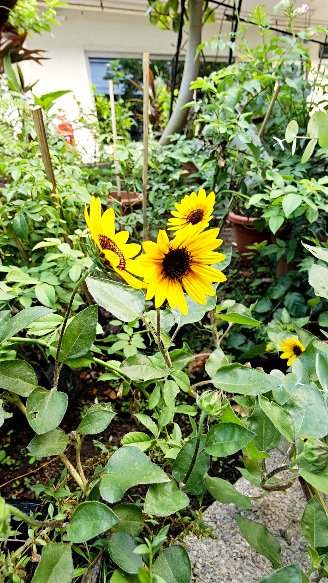 Forever blooming sunflower (Bear Eye)