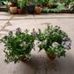 Scaevola aemula Fan Flower