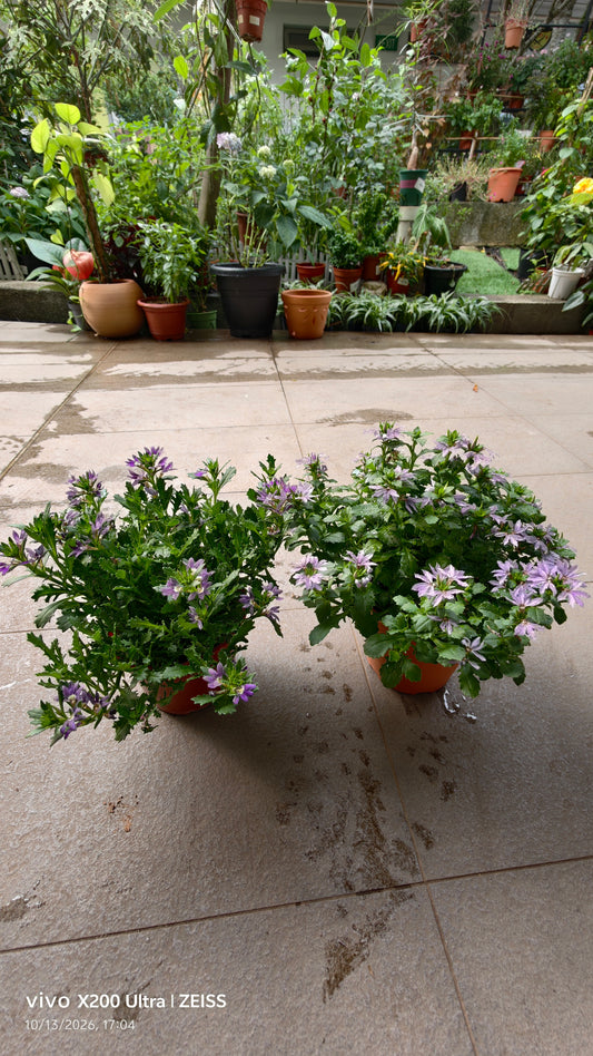 Scaevola aemula Fan Flower