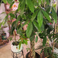 Pachira aquatica 3 braided S