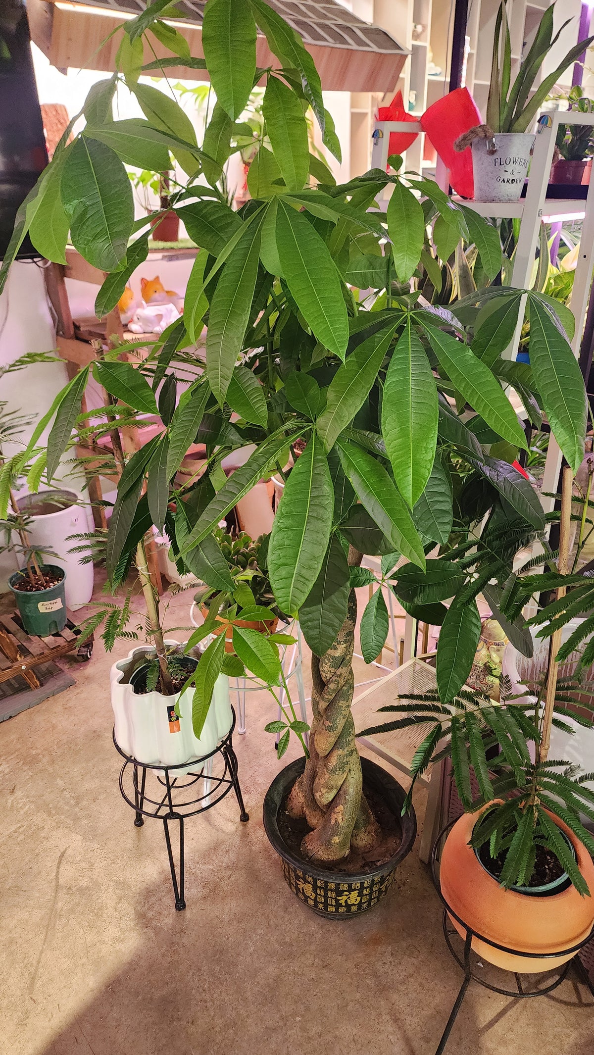 Pachira aquatica 3 braided S