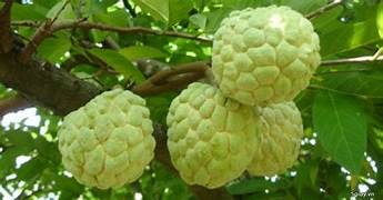 Custard Apple