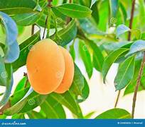Plum Mango Grafted Fruit Tree
