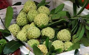 Custard Apple