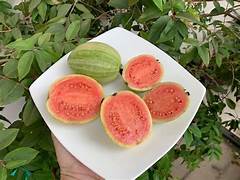 Variegated Pink Guava