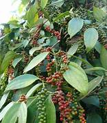 Black Pepper Plant