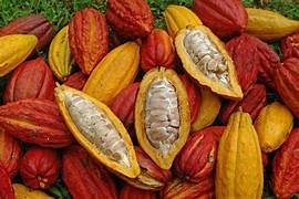 Cacao Grafted Plant