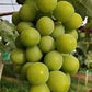 Shine Muscat Grafted Grape Plant